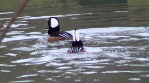 I know these arnt wild birds but they do look great