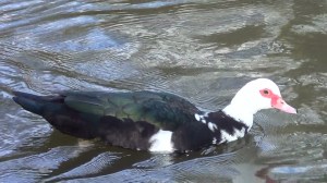 Muscovy Duck present since early december 2012