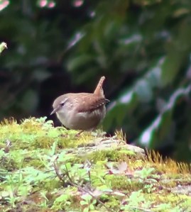 Wren