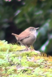 Wren