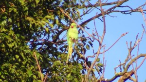 Ring-necked Parakeet