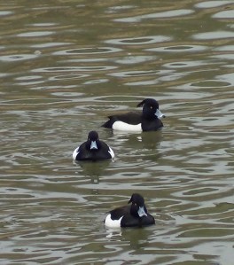 Tufted Duck