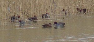 Eurasian Teal
