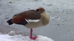 Egyptian goose taken in  Regents Park Jan 2013