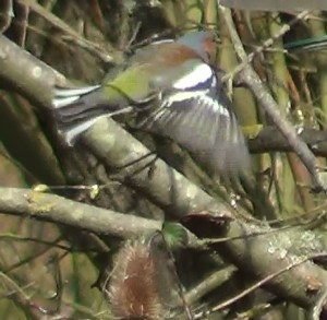 Chaffinch