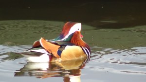 Mandarin Duck (m)