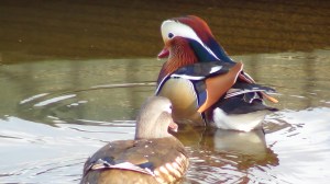 Mandarin Duck (m+f)