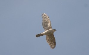 theshadoxhurstgarden.blogspot.com