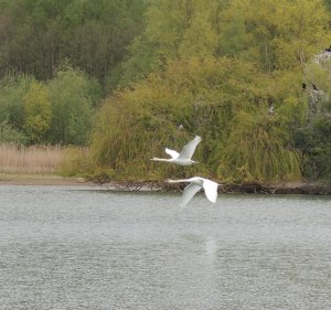 Mute Swan photo by Sue