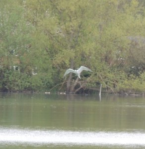Common Tern photo by Sue