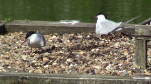 The tern at the rear of the raft is on a nest
