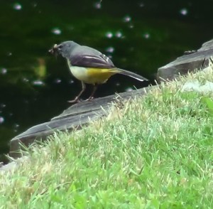 Grey wagtail (This one seen in Canterbury)