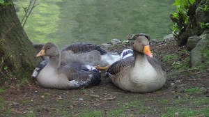 Adult (on right) and young Greylag goose