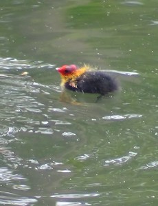 Young Coot