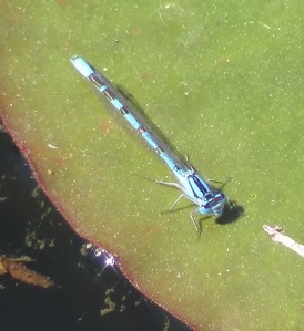 Common Blue Damselfly