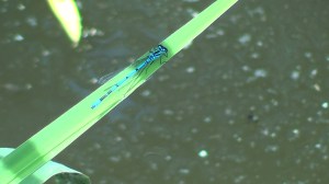 Azure Damselfly