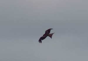 Red Kite