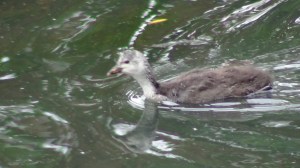 Young Coot