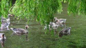 The young Greylag Geese look very like adult birds now