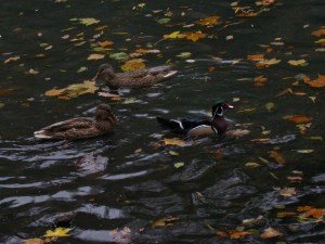Male Wood Duck with female Mallard