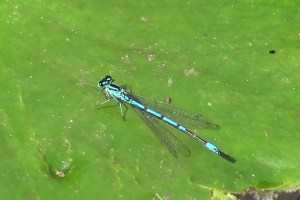 Azure Damselfly