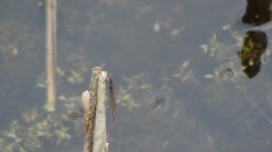 Newly emerged Blue-Tailed Damselfly