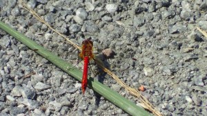 Ruddy Darter