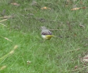 Grey Wagtail