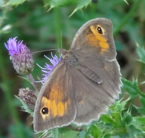 Meadow Brown
