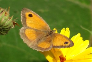 Gatekeeper Butterfly