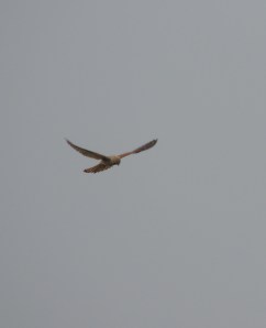Kestrel  Photo by sue