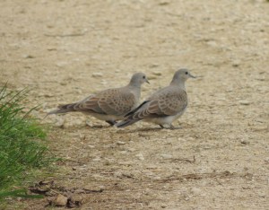 Turtle  Doves Photo by Sue 