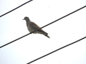 Turtle Dove Photo by Sue