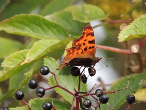 Comma  Photo by Sue
