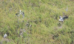 Grey Heron nest communally in trees 