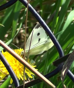 Female Large White
