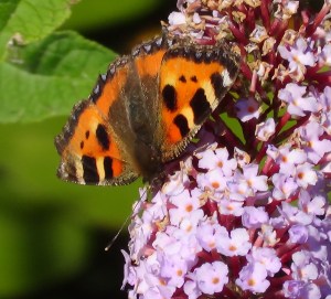Small Tortoiseshelll