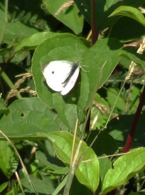 Male Large White