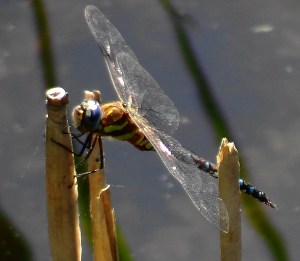 Migrant Hawker