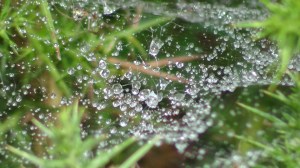 Rain on a spiders web