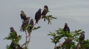 Starlings