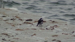 Pied Wagtail