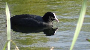 Coot