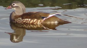 female Mandarin duck