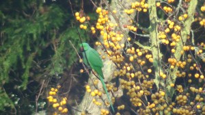 Ring-necked Parakeet