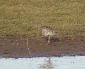 Curlew