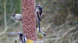 Long-tailed Tits