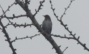Song Thrush