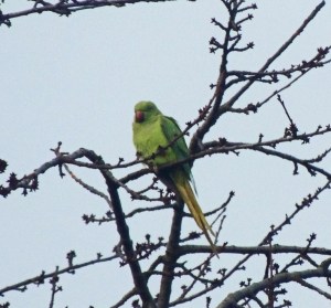 Ring-necked Parakeet