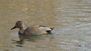 male Gadwall